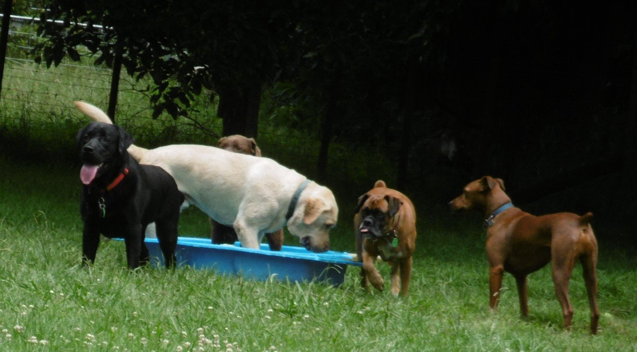 Kennel Waikato, NZ Brackendell Boarding Kennels & Cattery