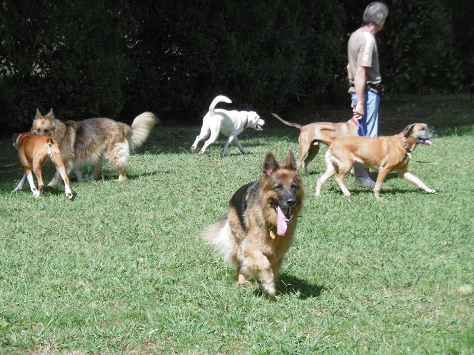Kennel Waikato, NZ Brackendell Boarding Kennels & Cattery