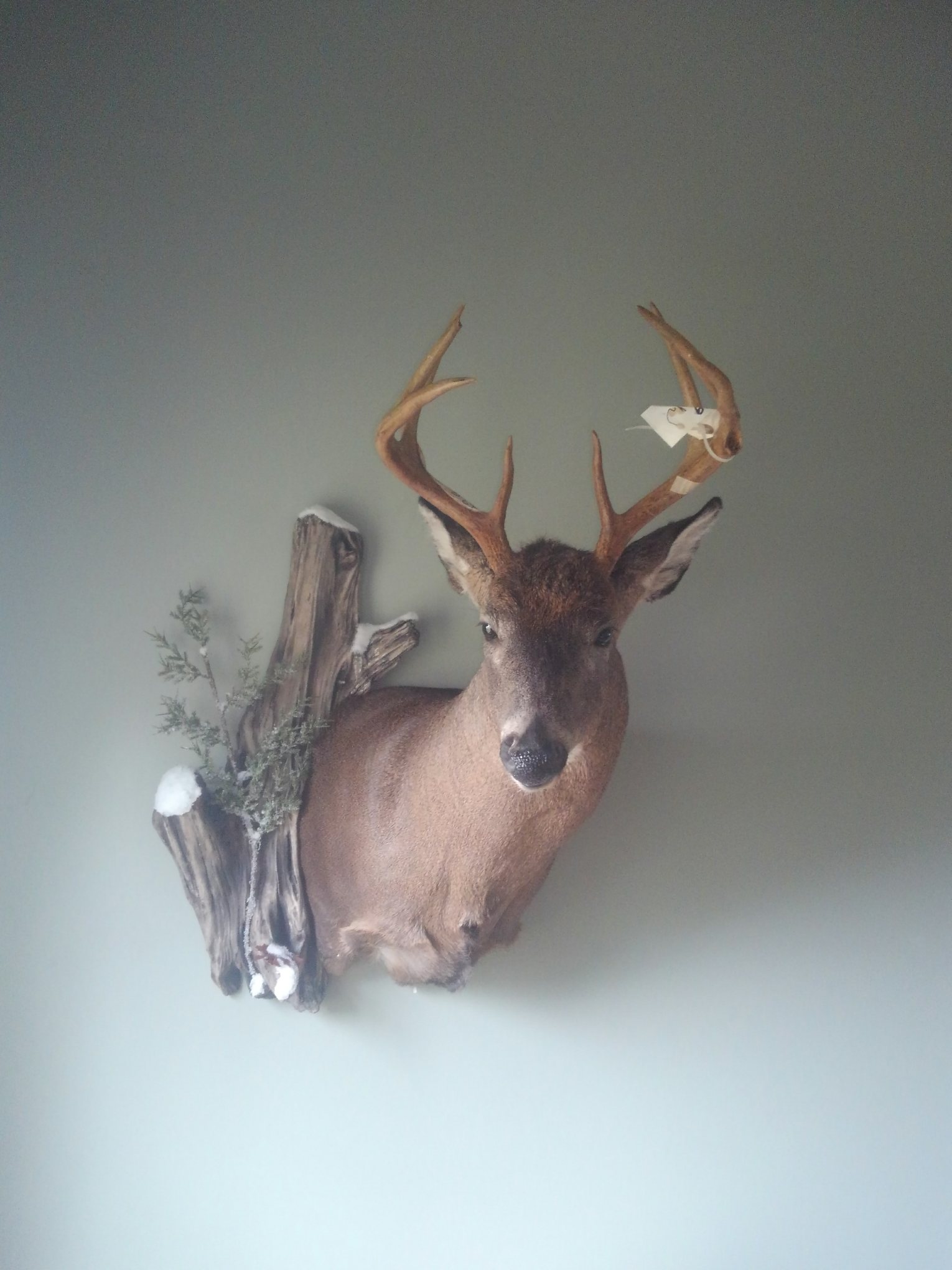 Taxidermy Services Lowville, NY Wilderness Walt's Taxidermy