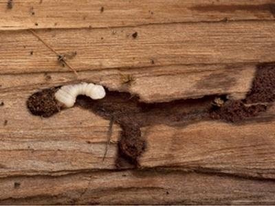 Disinfestazione eliminazione da tarli e scleroderma milano, monza ... Eliminare tarli dai mobili