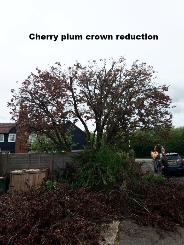 Tree dismantling by Trees R Us across New Romney, Tenterden & Ashford
