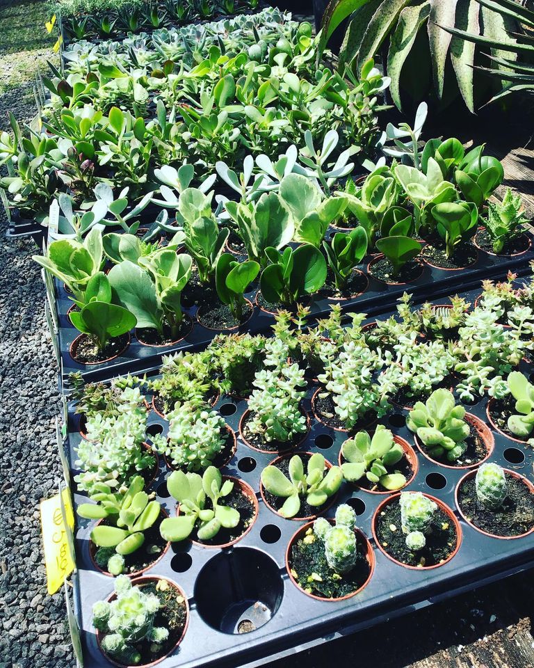 View Our Plants Jacksonville FL Unique Plants and Palms