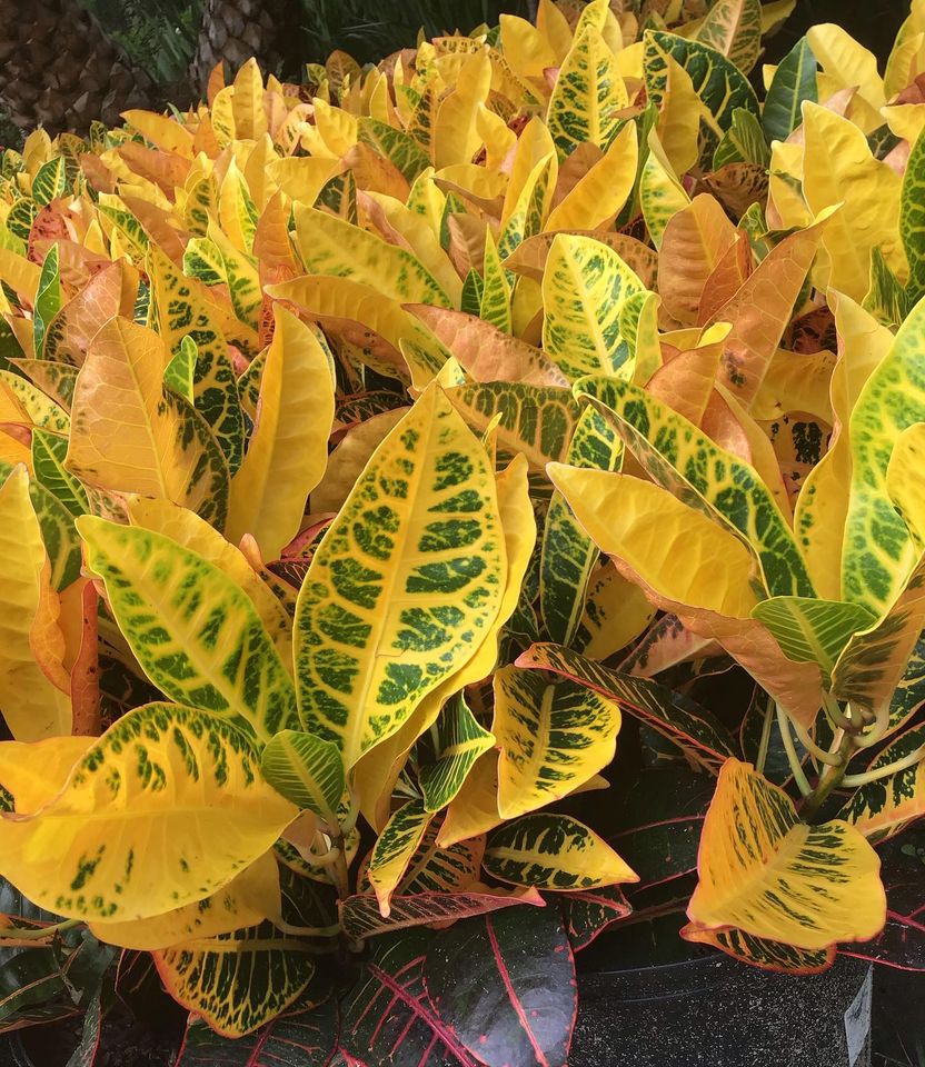 View Our Plants Jacksonville FL Unique Plants and Palms