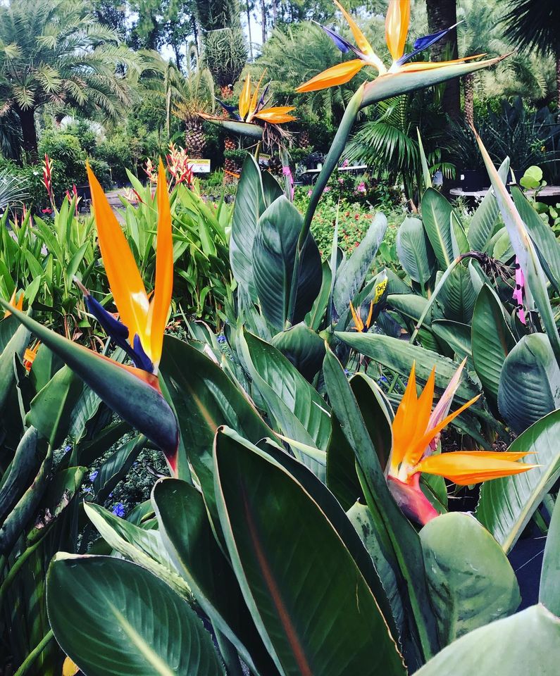 View Our Plants Jacksonville FL Unique Plants and Palms