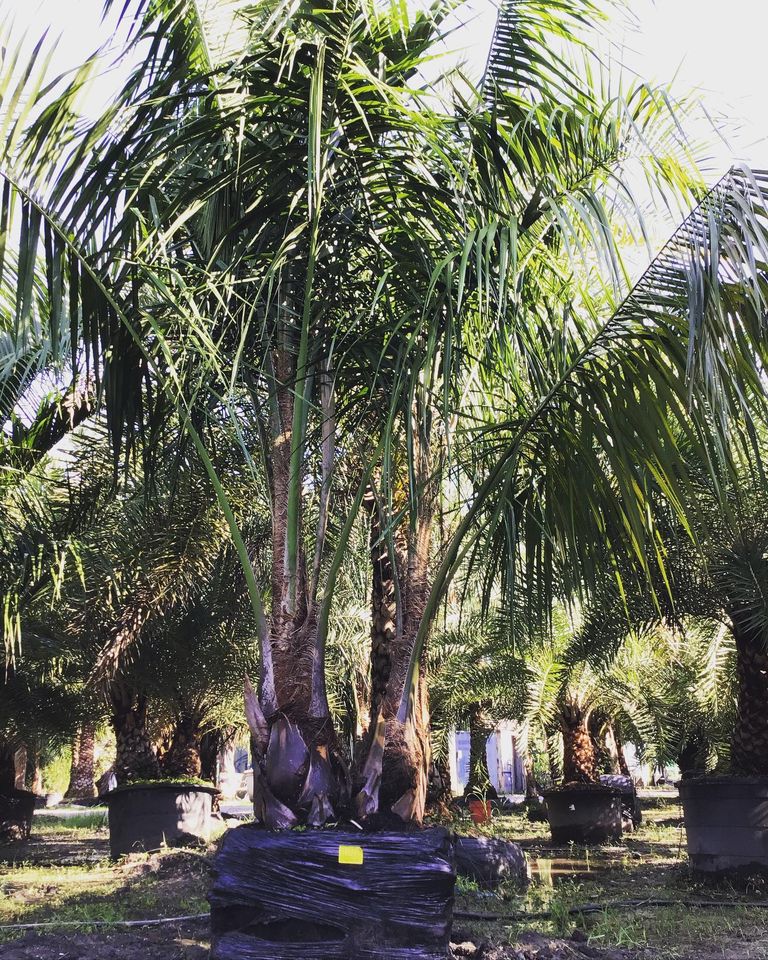 Beautiful Palms Jacksonville FL Unique Plants and Palms