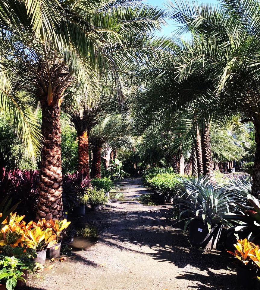 Beautiful Palms Jacksonville FL Unique Plants and Palms