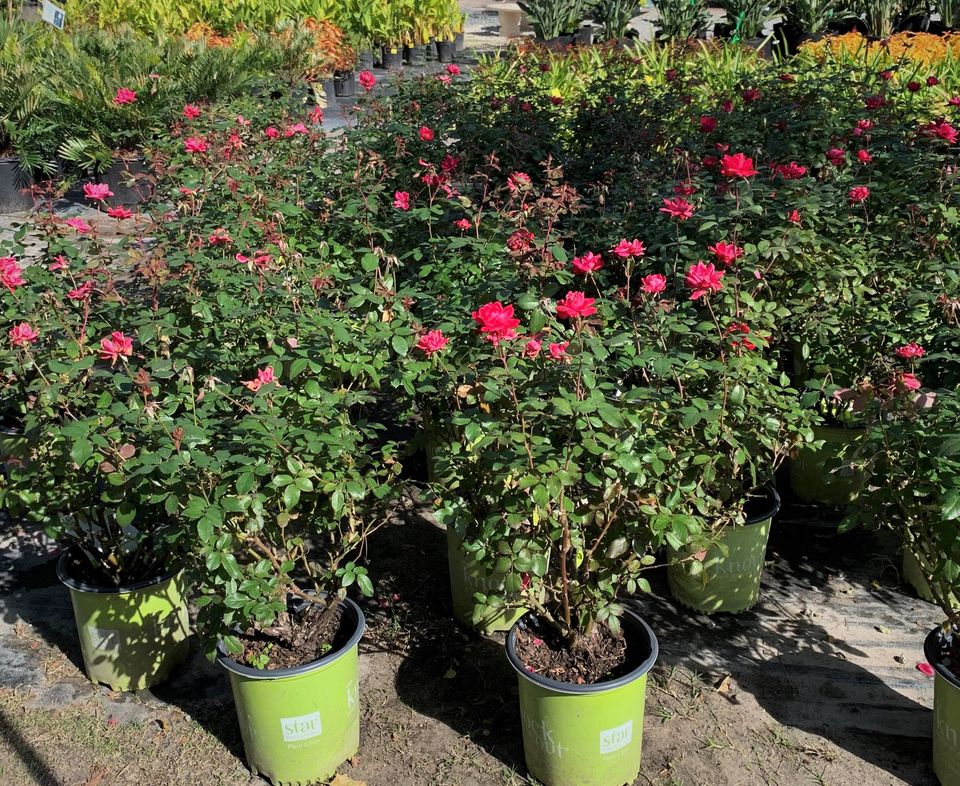 View Our Plants Jacksonville FL Unique Plants and Palms