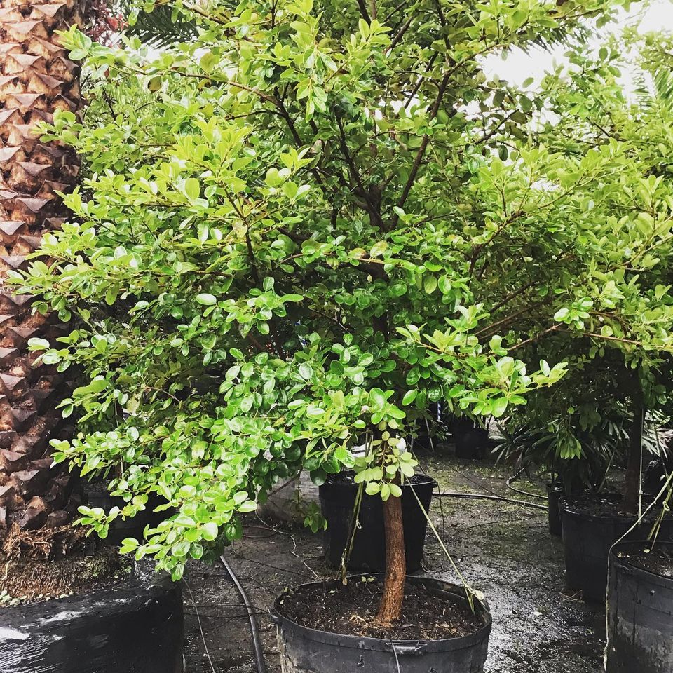 Fruit Trees and Hardwoods Jacksonville FL Unique Plants and Palms