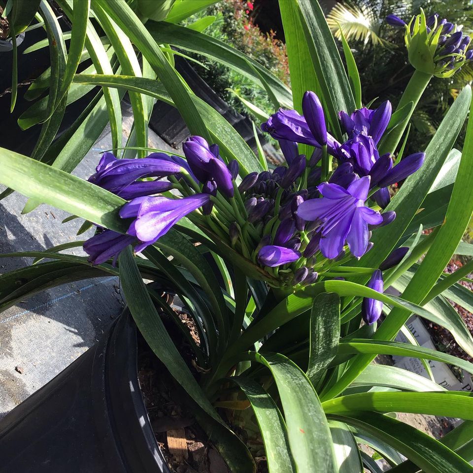 View Our Plants Jacksonville FL Unique Plants and Palms