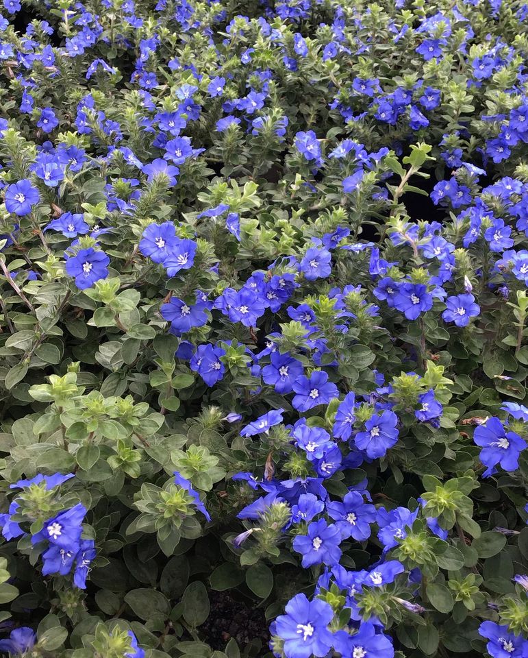 View Our Plants Jacksonville FL Unique Plants and Palms