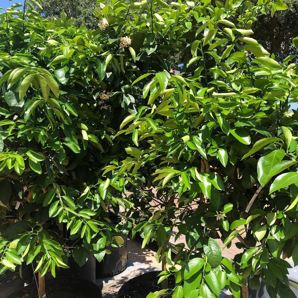 View Our Plants Jacksonville FL Unique Plants and Palms