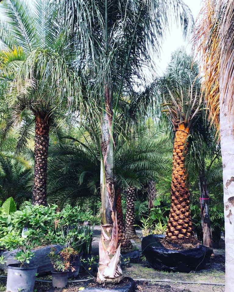 View Our Plants Jacksonville FL Unique Plants and Palms