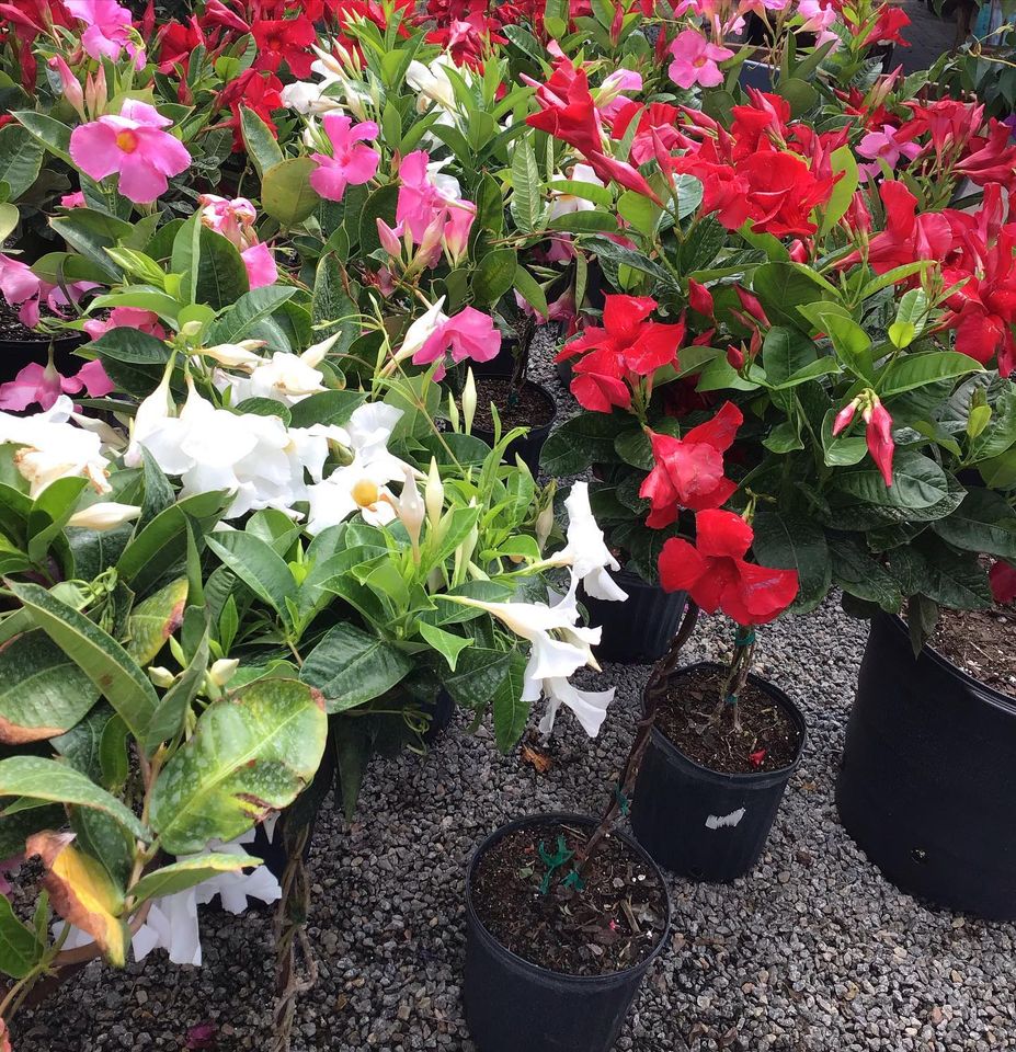 View Our Plants Jacksonville FL Unique Plants and Palms