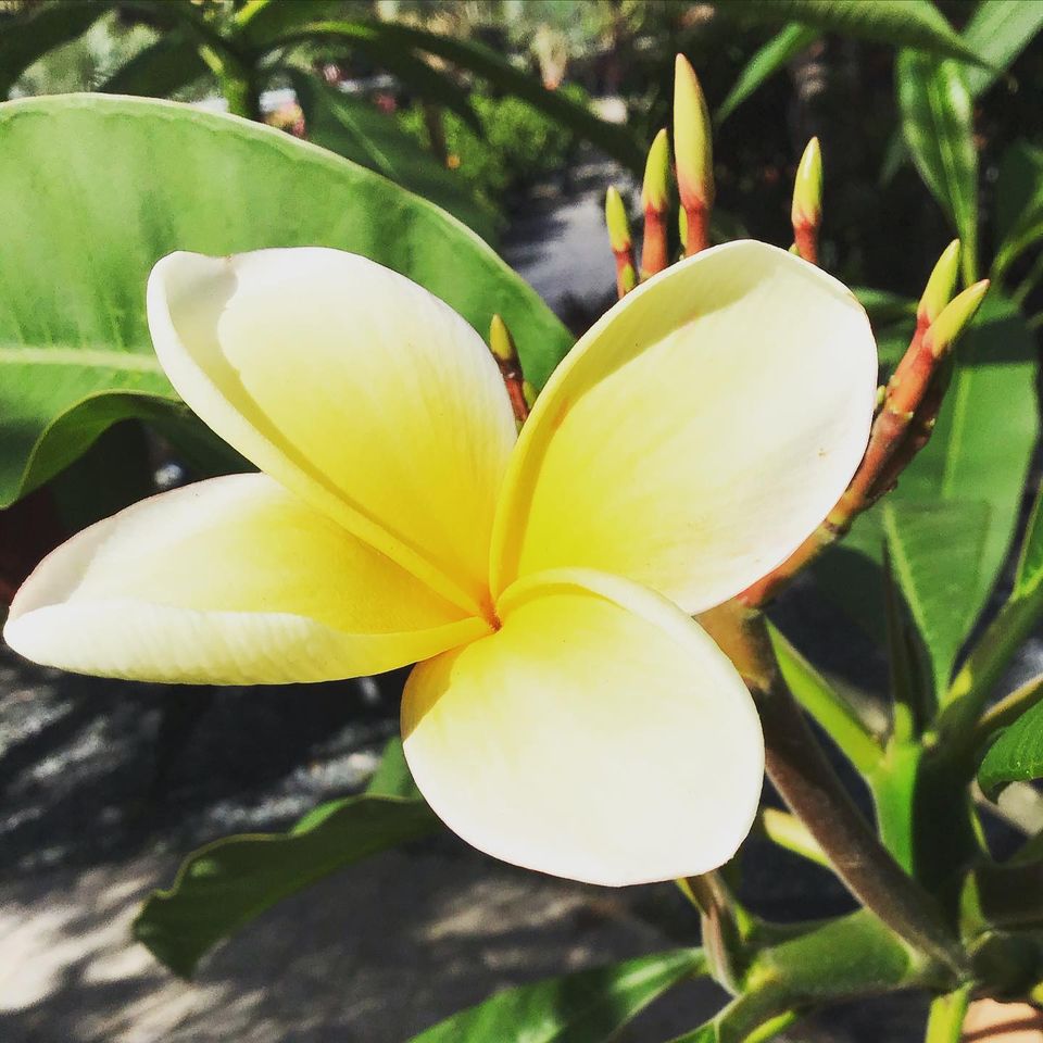 Exotic Plants Jacksonville FL Unique Plants and Palms