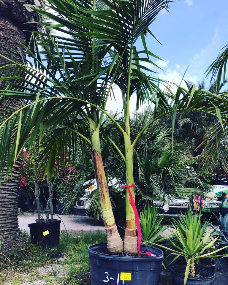Beautiful Palms Jacksonville FL Unique Plants and Palms