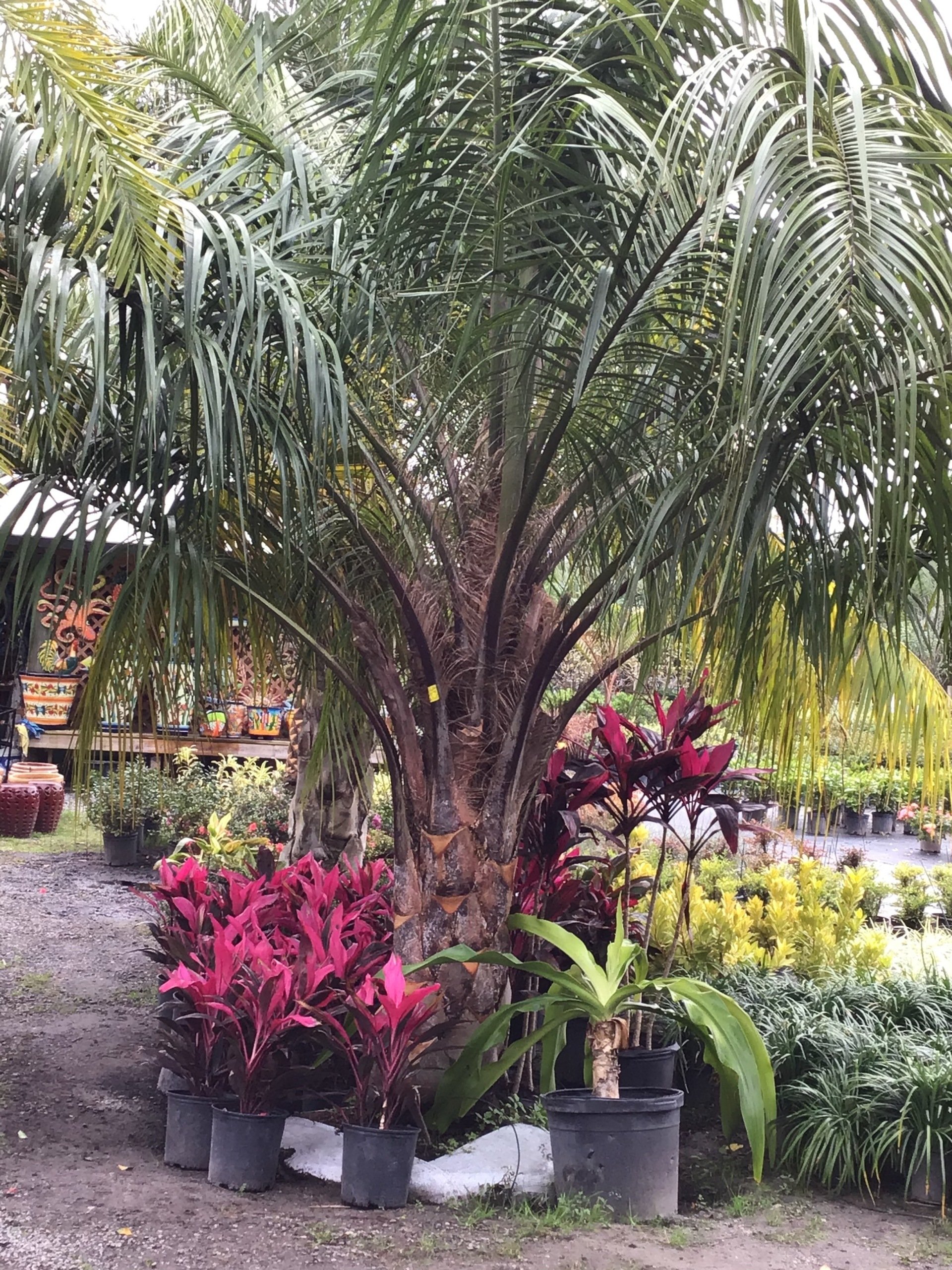 Beautiful Palms Jacksonville FL Unique Plants and Palms