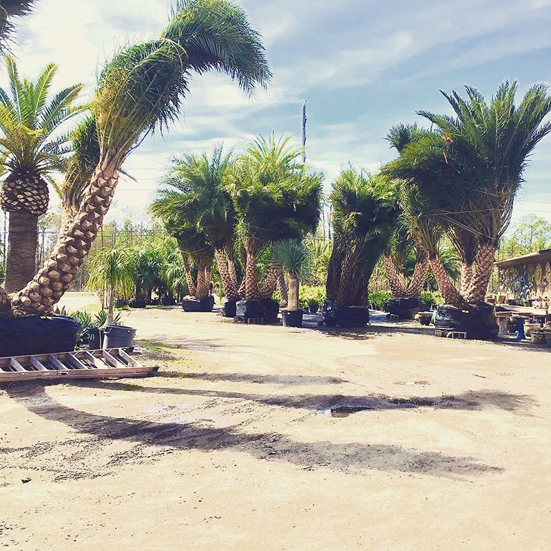 Garden Shop Jacksonville FL Unique Plants and Palms