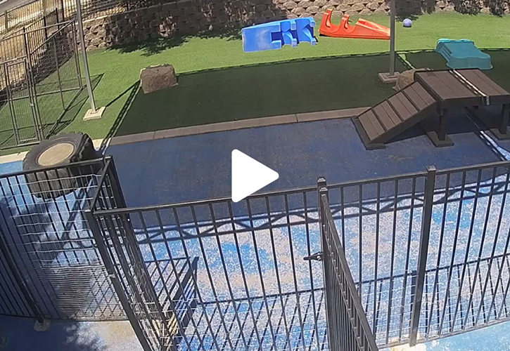 River City Pet Resort Meridian and Eagle, ID Best Boarding