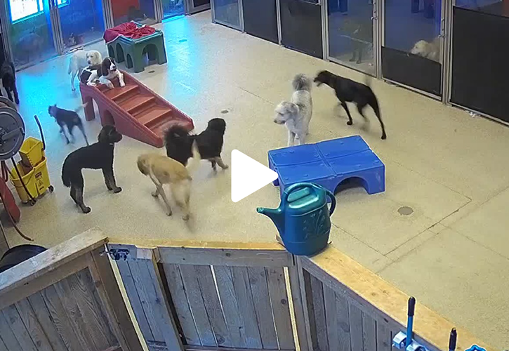 River City Pet Resort Meridian and Eagle, ID Best Boarding