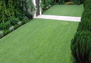 empure zoysia water wise