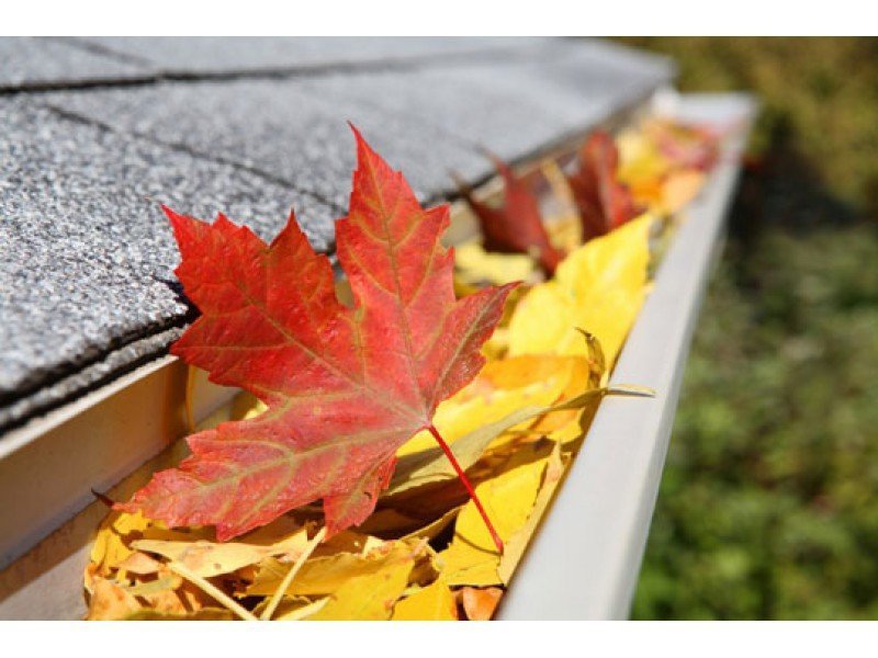 A gutter filled with leaves and a red maple leaf