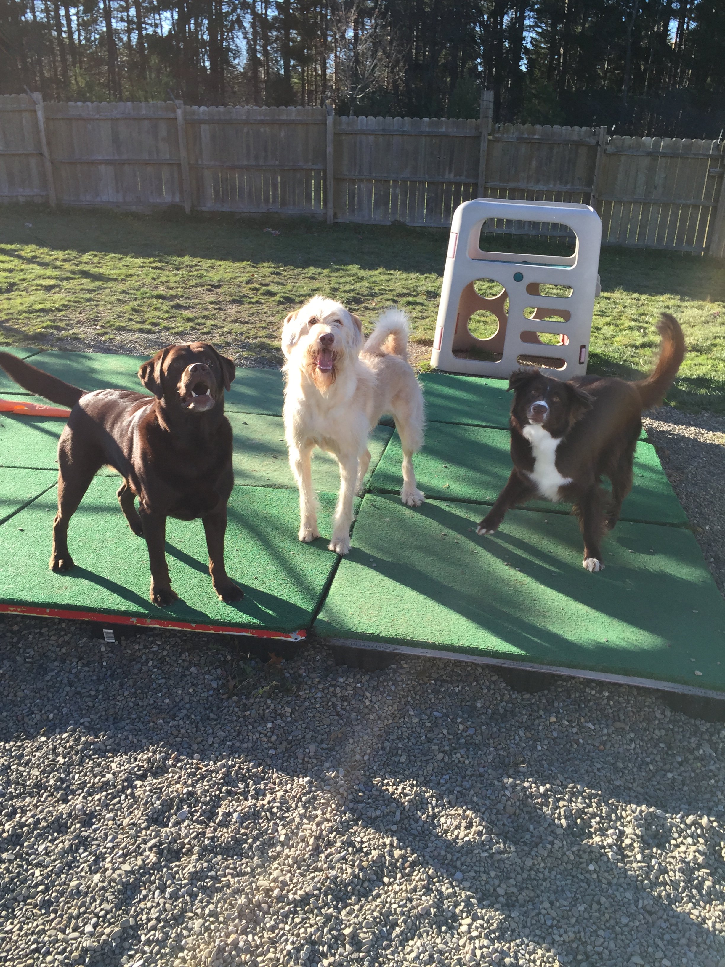 Eagle Ridge Kennel Orchard Park, NY Gallery