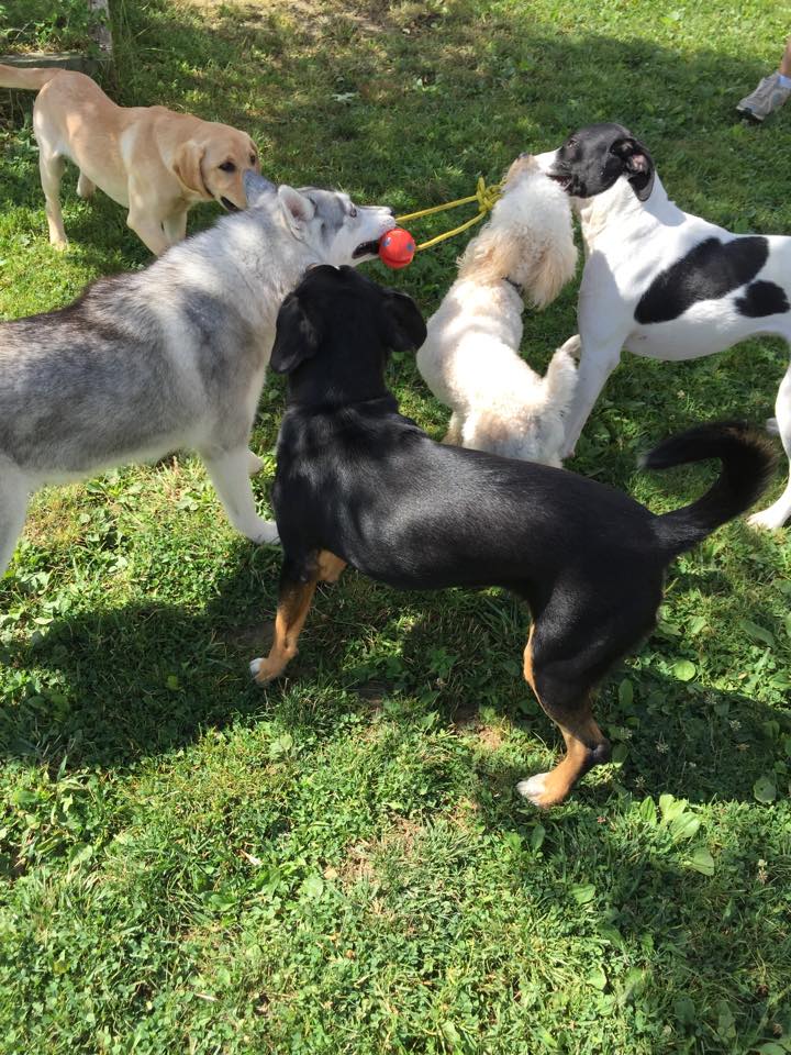 Eagle Ridge Kennel Orchard Park, NY Gallery