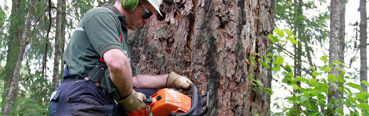 Georges Tree Service