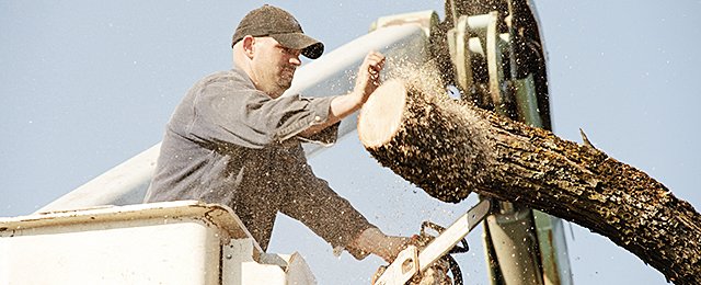 Georges Tree Services