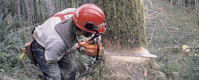 Georges Tree Services