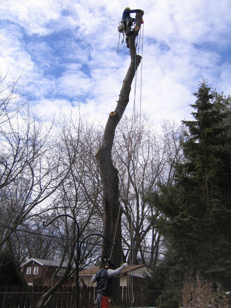 Photo Gallery Madison, WI Stephenson Tree