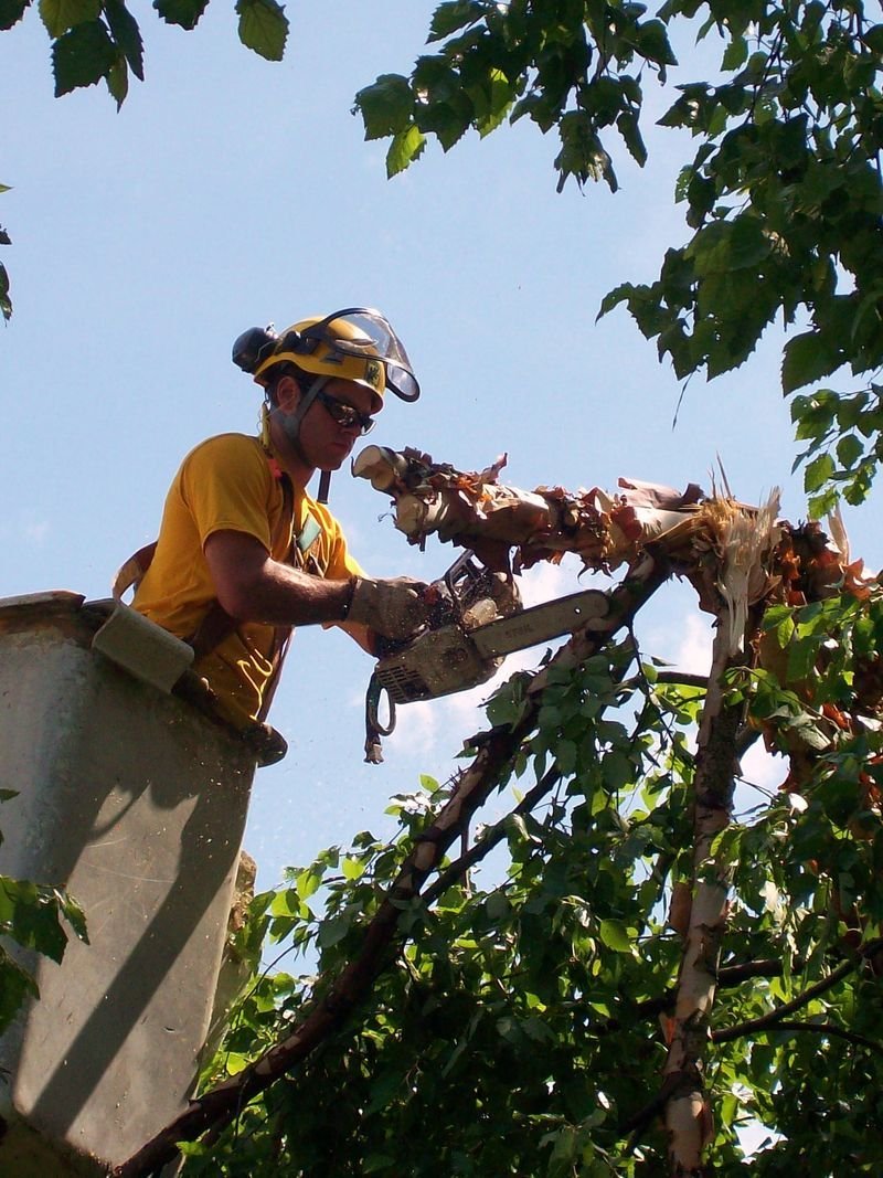 Photo Gallery Madison, WI Stephenson Tree