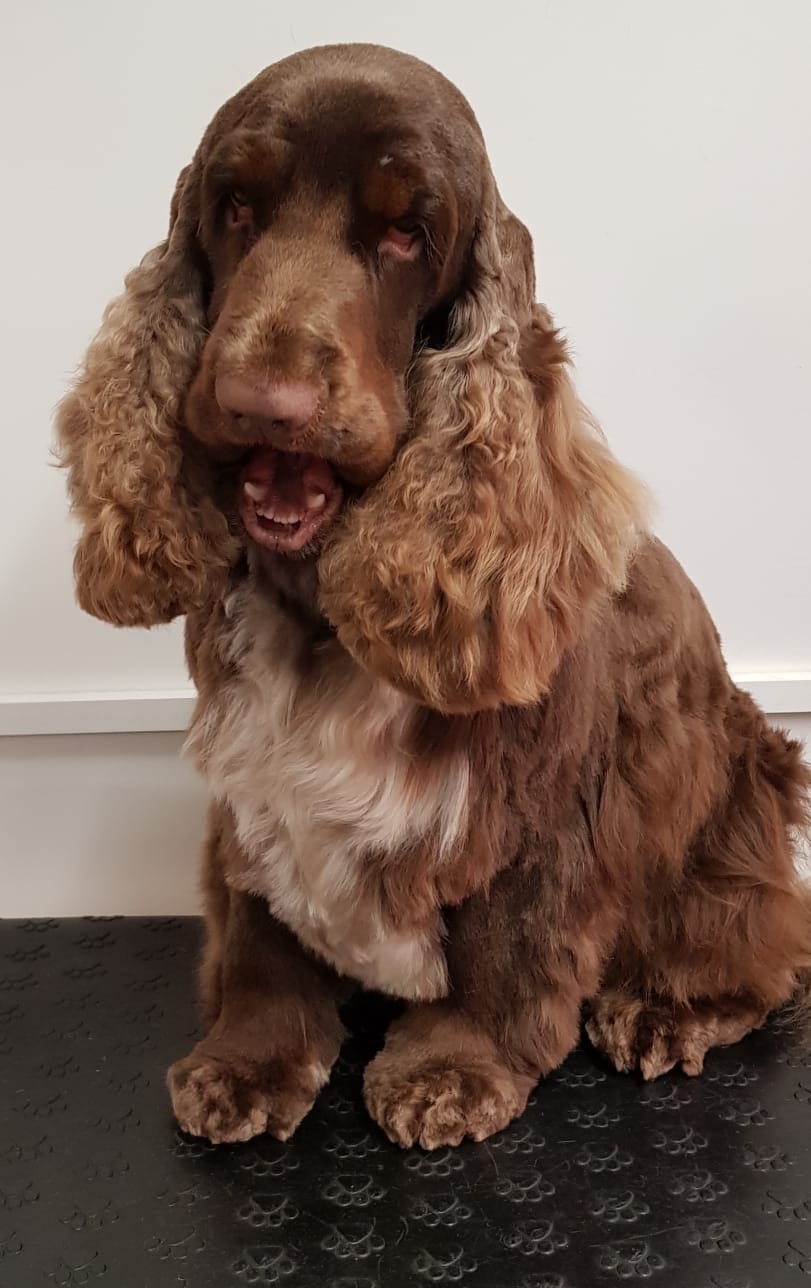 Dog grooming courses at Kent Dog Grooming Academy Ltd, Maidstone