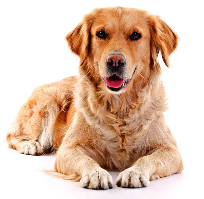 Professional dog boarding in Maidstone