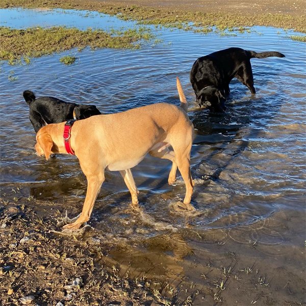 Dog Walking in Selby Throw A Dog A Bone