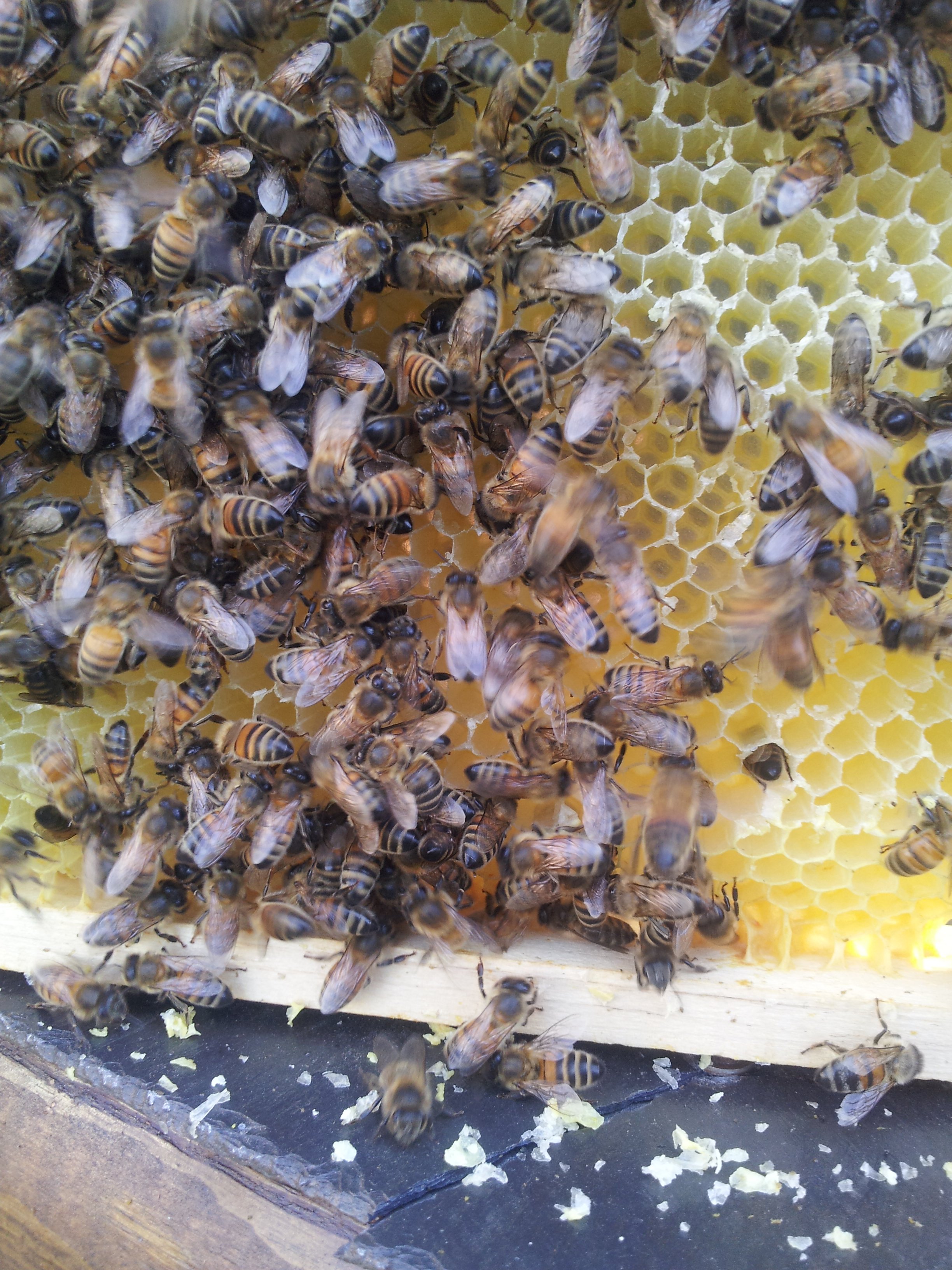 13 bees beekeeping experiences in south west france