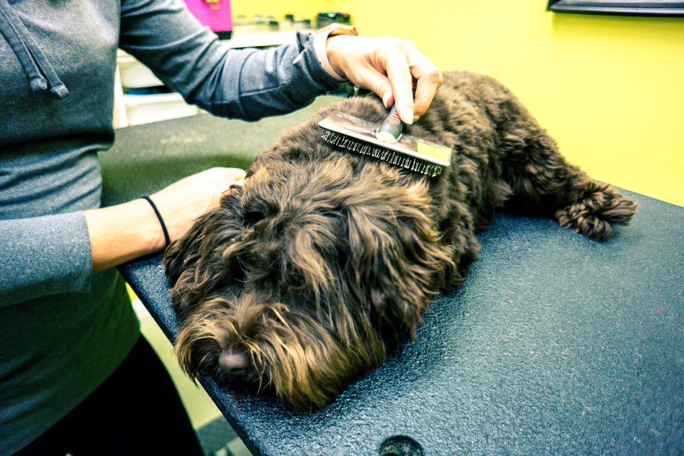 Grooming Services Diego's Dogs Grooming Grooming services