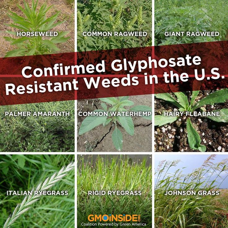 The Glyphosate Debate