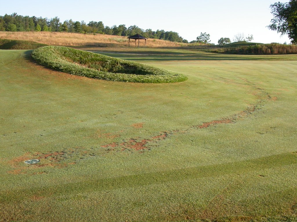 3 Summer Turf Diseases …and How to SOLVE THEM ALL!