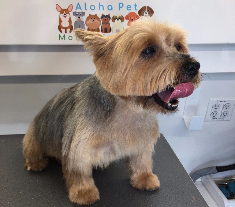 Aloha Pet Mobile Grooming Services in Silverdale Pulsbo Bainbridge Island