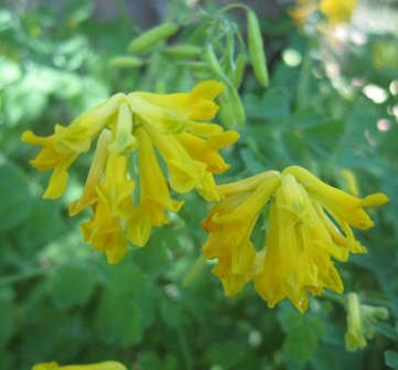 yellow bleeding heart flower