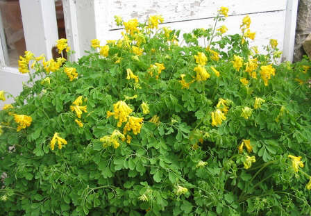 yellow bleeding heart flower