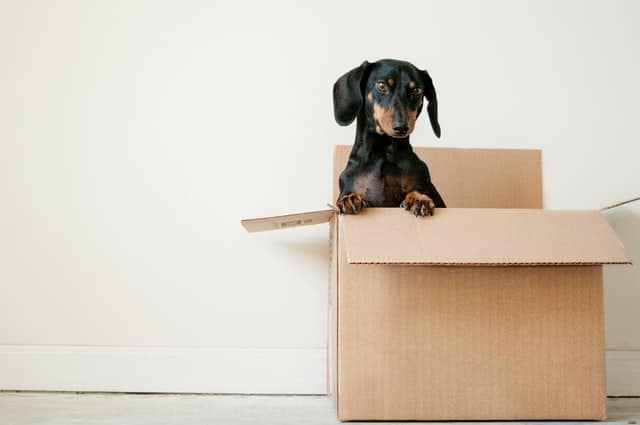 Image showing a puppy coming out of a box
