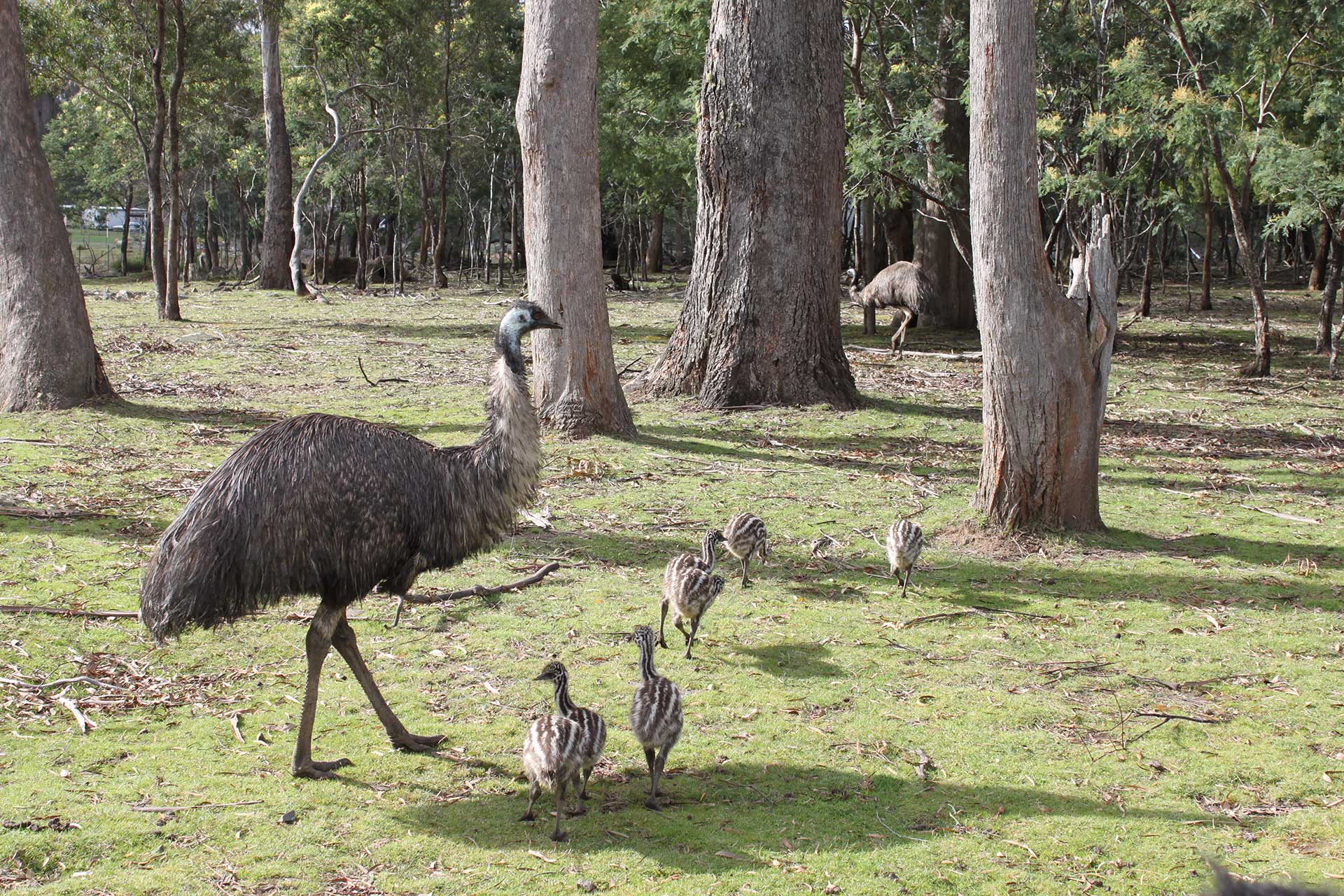 Tasmania Zoo - Riverside, TAS - Home