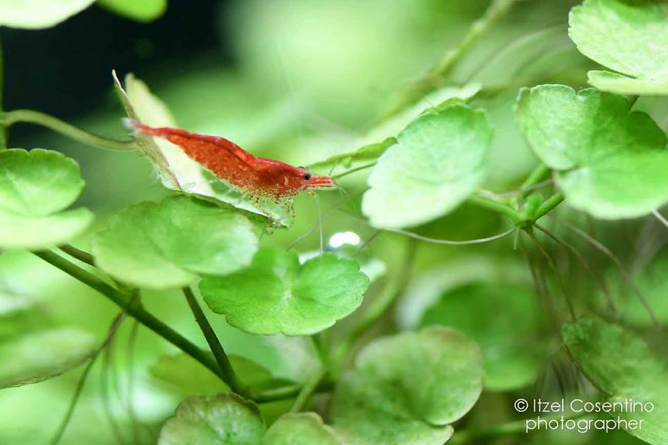 invertrebrati e piante acquatiche - rieti - aquaria di marchetti ... - Piante Galleggianti Acquario Chiuso invertrebrati e piante acquatiche - rieti - aquaria di marchetti ... - Piante Galleggianti Acquario Chiuso