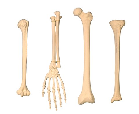 Bone Harvesting | Spine Specialist in NJ & NYC