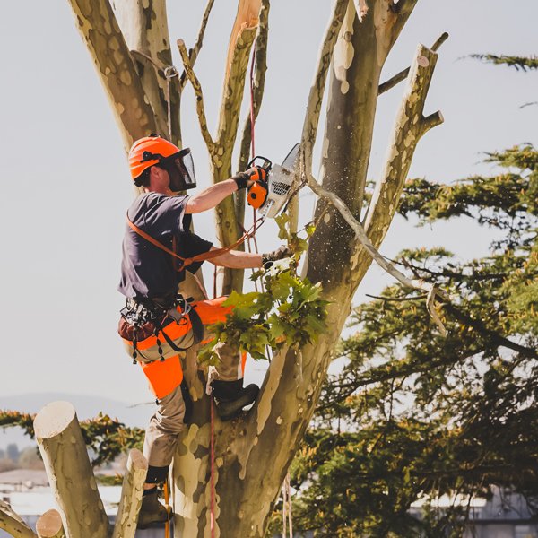 Tree Maintenance Jacksonville, FL &amp; Fernandina Beach, FL