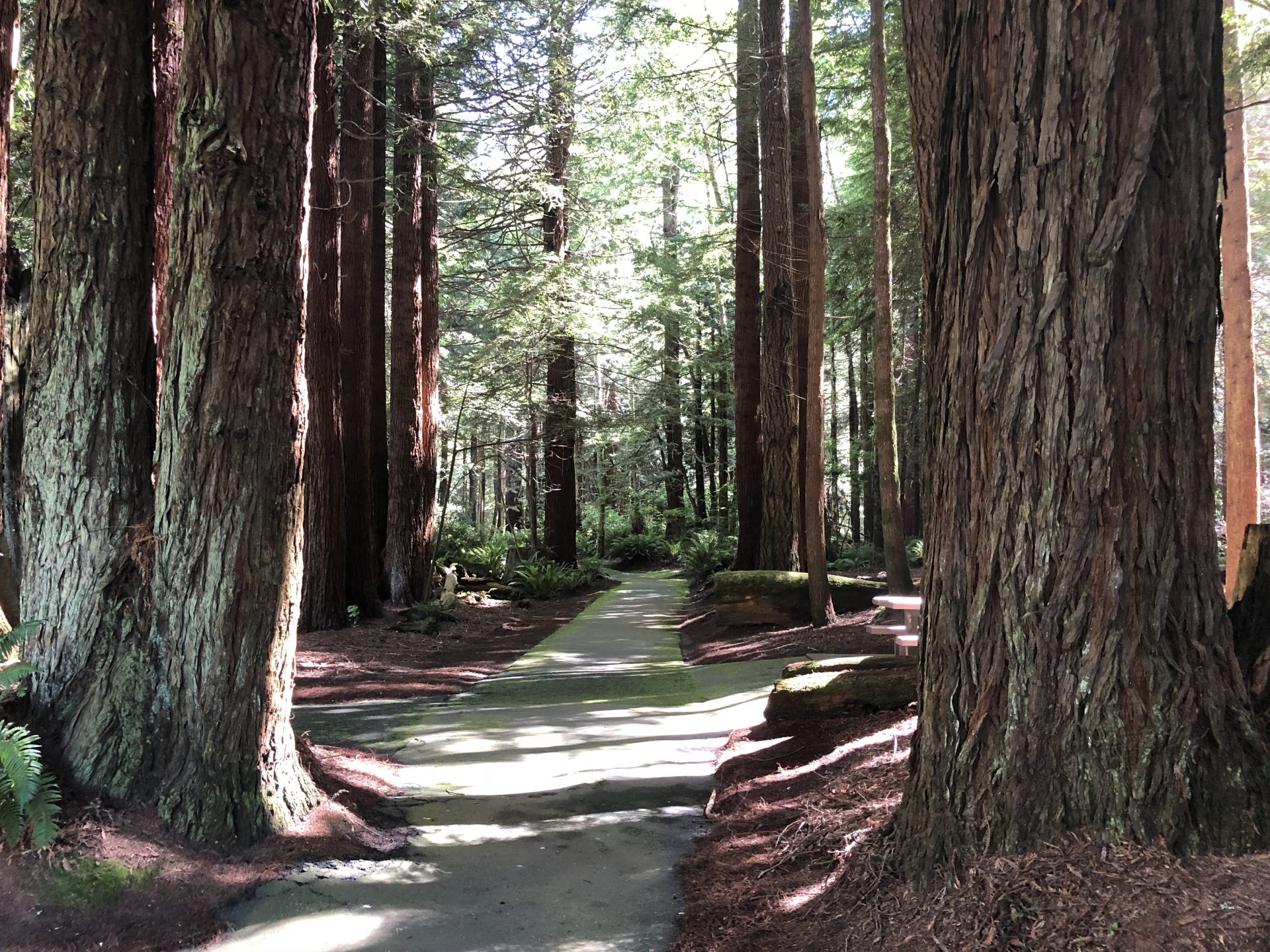 Eureka! California's Majestic Coast Redwoods