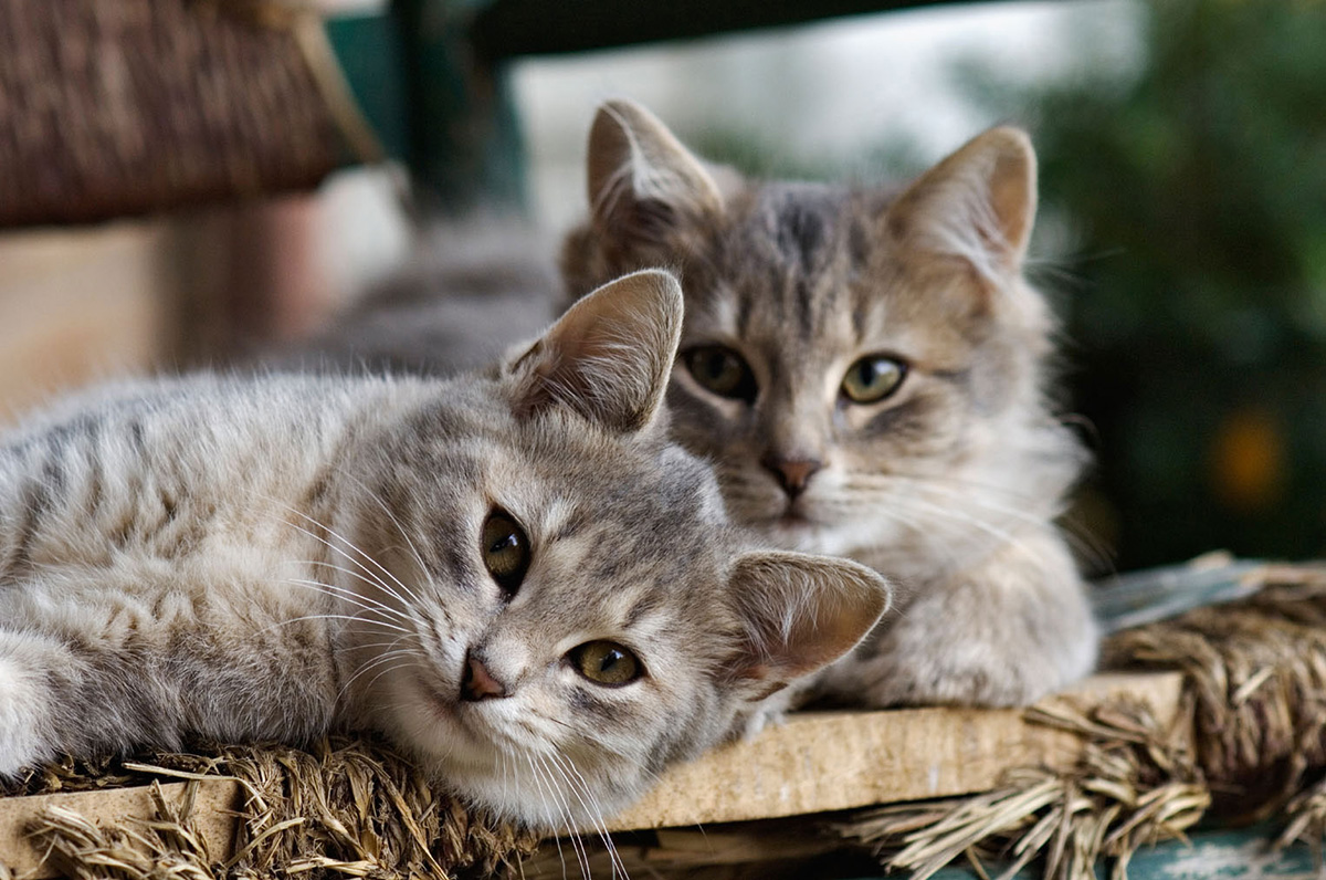 Caring for older cats at our cattery in Birmingham