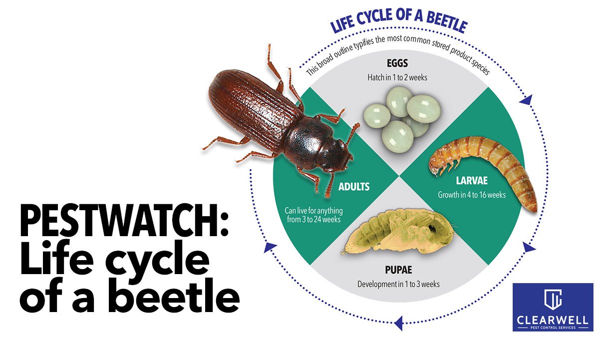 Controlling Stored Product Insects